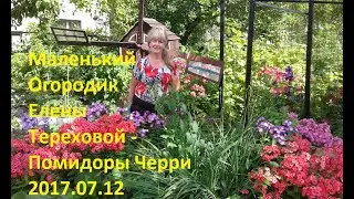 Маленький Огородик Елены Тереховой -  Помидоры Черри 2017.07.12