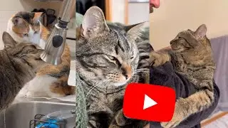 Chip’s Silliest Shorts! - January 2024 Compilation