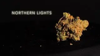 Northern Lights | Strain Review | Nightly Bud
