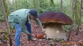 Obrovské červnové hřiby a křemenáče začaly růst v lese! Plný koš hřibů. Šílené houbaření. Hřiby.