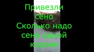 Привезли сено | рулоны сена по 500 кг | Сколько сена нужно корове на зиму|||