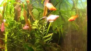 MVI_0228.MOV