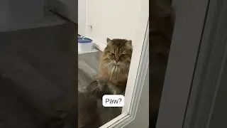Cat gives paw when asked through glass door?