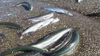 На берег моря с ведром за мойвой 2022г.