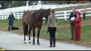 Jennifer Czubak & Kings Ransom Hagyard Midsouth 2012