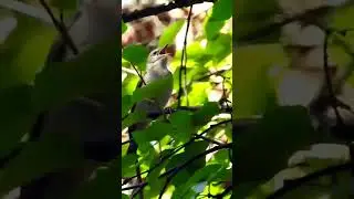 Поёт садовая славка 