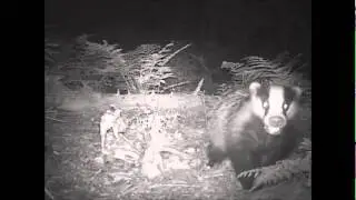 Badger cubs - Norfolk Wildlife Photography