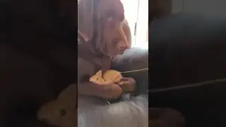 Собачьи нежности...