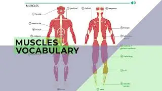 MUSCLES VOCABULARY