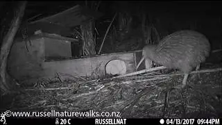 Kiwi bird building a nest