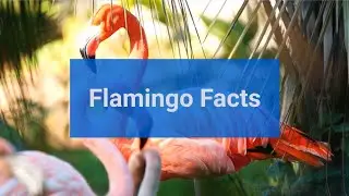 Flamingos! Fun Flamingo Facts for children