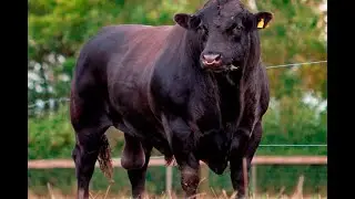 Весеннее взвешивание телят