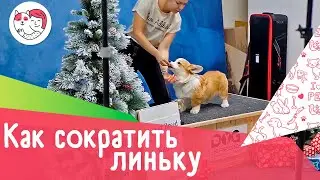 4 способа сократить выпадение шерсти во время линьки