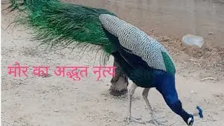 मोर नृत्य|peacock Dance|Blue White Pied Peacock| Peacock Dance|Peacock call| Peacock sound|