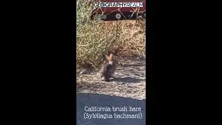 California brush rabbit