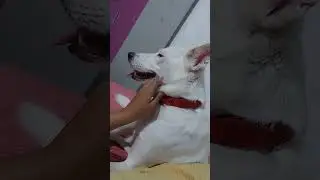 My dear little white lady hope you liked the song