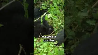 Rwanda : The Hidden Gem