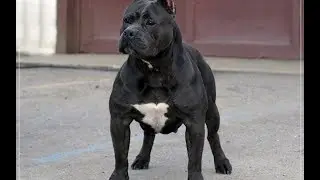 American Pit Bull Terrier the best