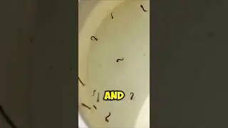 Place Water Pots And Save Birds And Animals