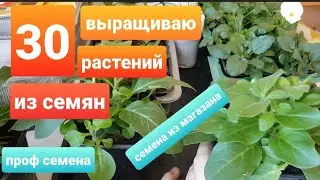 Обзор рассады на сезон 2022/Около 30 различных растений/Многолетники и однолетники