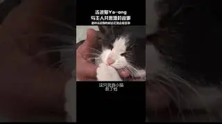 关爱流浪猫🐈🐱 与主人共患难的故事