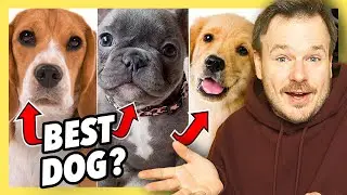 Which is the best dog? [Quick Reactions]