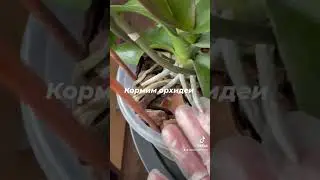 Когда нужно кормить орхидеи???