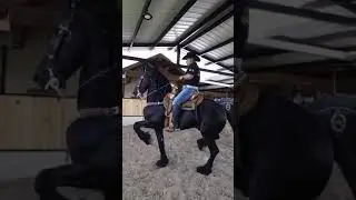 CABALLO FRISON