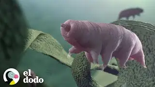 El animal más pequeño y fuerte del mundo | El Dodo