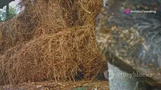 Feed Additif: Berbagai Jenis Prebiotik