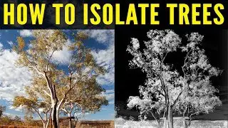 The EASY way to cut out trees in photoshop