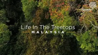 Life in the Treetops - Penang Hill, Malaysia