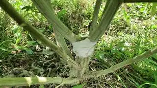 Outdoor Grow August￼ 2024￼