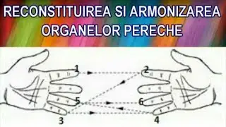 Grabovoi - Reconstituirea si armonizarea organelor pereche cu ajutorul vizualizarii