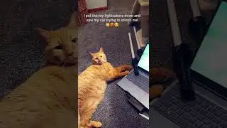Cat tries to hold Lightsaber!!