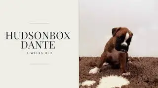 Hudsonbox Dante @ 4 weeks old