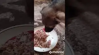 Вот такая малышка теперь будет жить с нами 😊😊😊