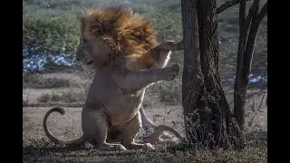 Тайган Советы и Главный хейтер