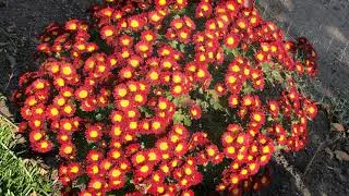 🌼🌺🌻Мои осенние цветы🌼🌺🌻