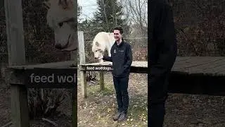 Visiting wolves at Howling Woods Farm in New Jersey