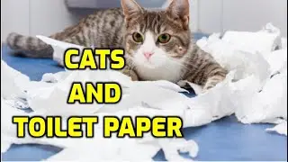 Why Do Cats Shred Toilet Paper?