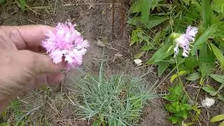 В Шатурском районе настоящее бедствие - непарный шелкопряд! 🐛🐛🐛 Сжирает все растения.
