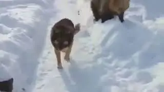 медведь и собака