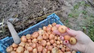 сажаю лук под зиму