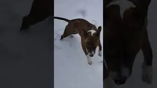 Собака впервые видит снег.