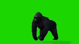 Gorilla attacking free green screen video and GIF | Free animal green screen videos