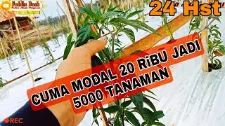 TALI TANAMAN CABAI YANG TEPAT DAN PAS DI KANTONG PARA PETANI !!!!