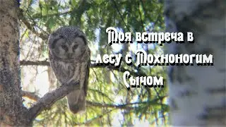 Моя встреча в лесу с Мохноногим Сычом