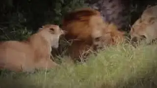 Lion is always King 👑 || #shorts #trending #viral #lionelmessi