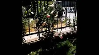 NAJ-KRASIVITE ROZI